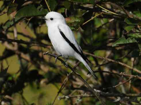 极品红色鸟类：朱红霸鶲