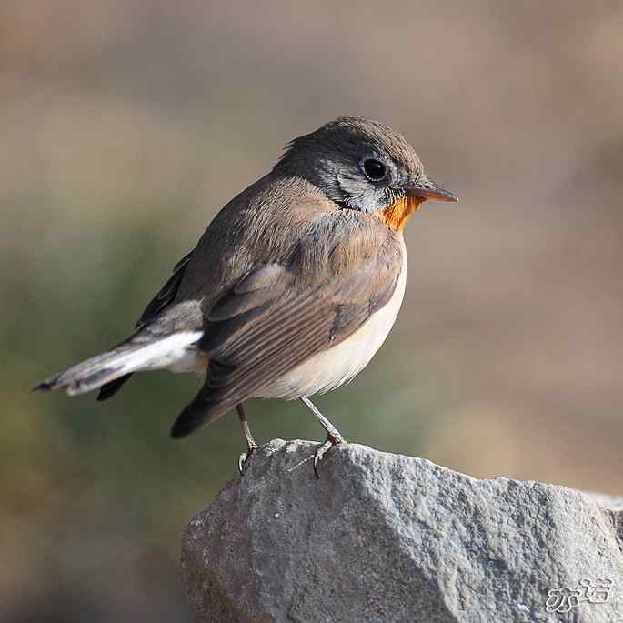 极其少见的红胸姬鹟 极其少见的红胸姬鹟