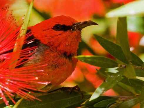 极品红色鸟类：绯红摄蜜鸟