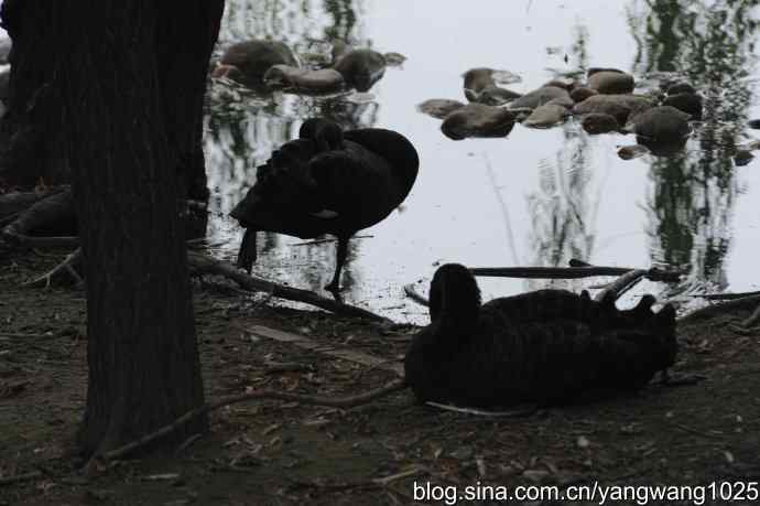 麋鹿的乐园 wbr3