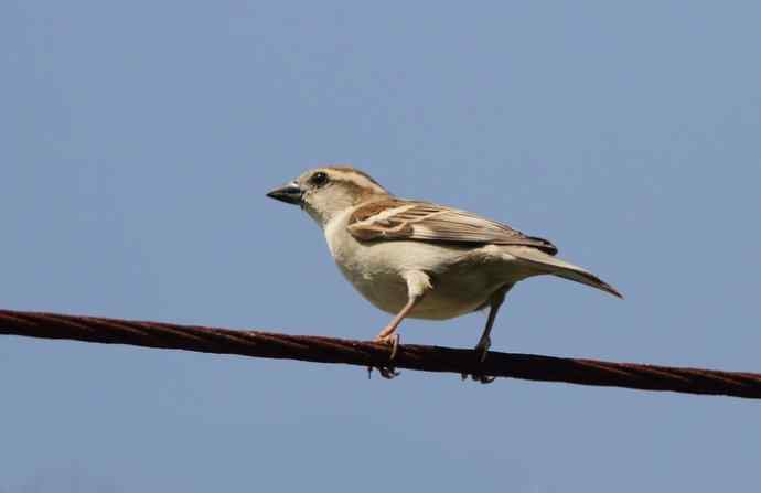 婺源观鸟行之沿途观鸟篇 婺源观鸟行之沿途观鸟篇
