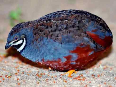 凤凰：传说的鸟原型探秘（鹌鹑）