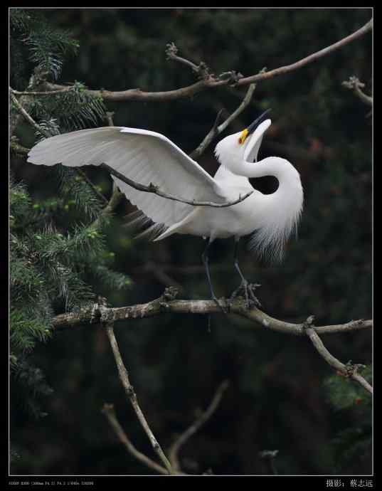 象山白鹭拍摄经验谈 象山白鹭拍摄经验谈