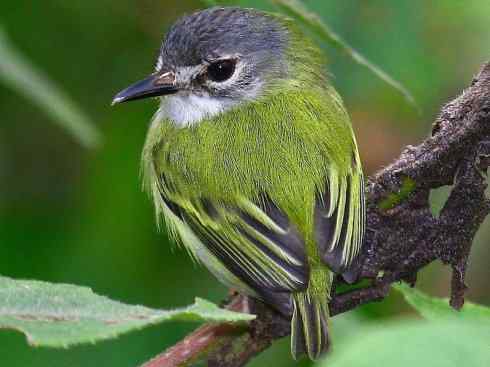 极品红色鸟类：朱红霸鶲