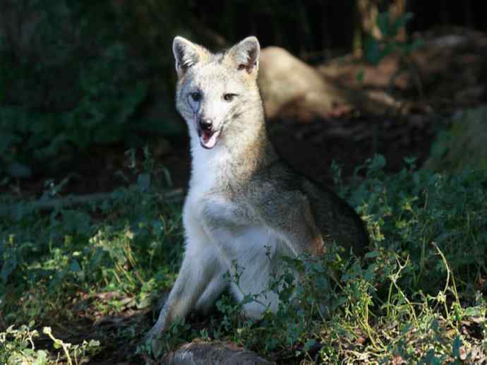 犬科：狐亚科食蟹狐属之食蟹狐