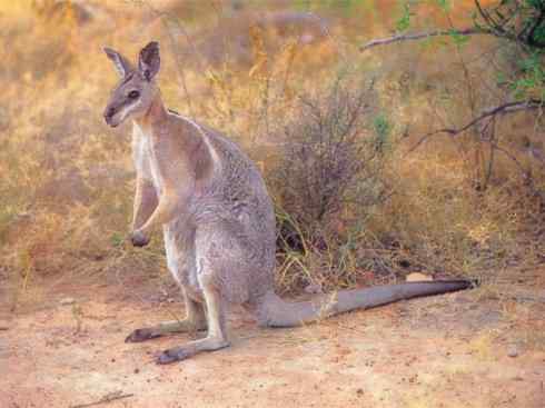 动物世界：山寨还是原创之八