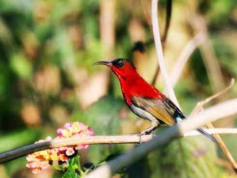 美丽无罪：雀鸟之太阳鸟
