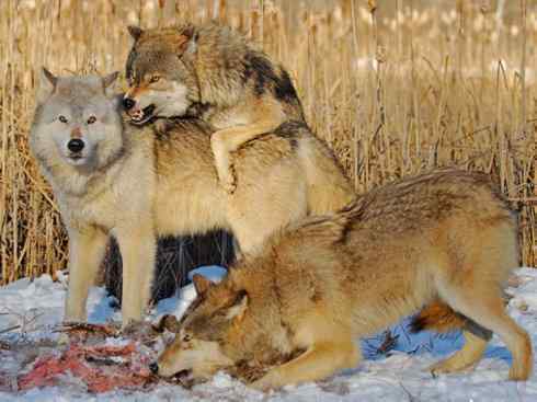 犬科：犬亚科犬属之灰狼