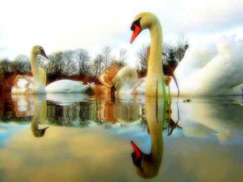 家禽驯化之源之十一