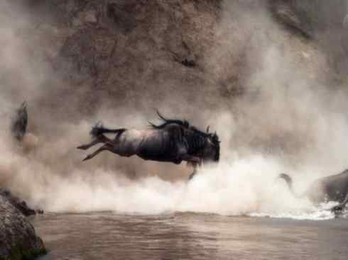 自然奇观：动物大迁徙(非洲大迁徙)