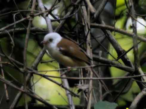 白头鸟系列：另类的美丽3