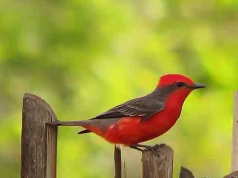 极品红色鸟类：朱红霸鶲