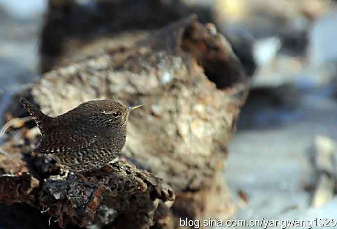 恋窝的鹪鹩 wbr1