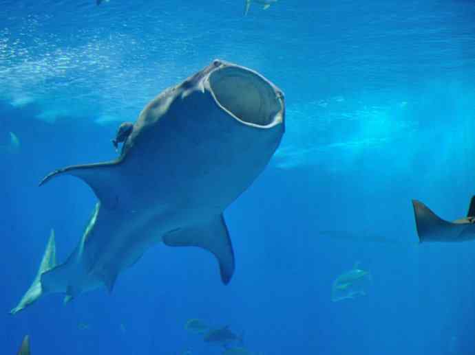 鱼类活化石：魔鬼鲨