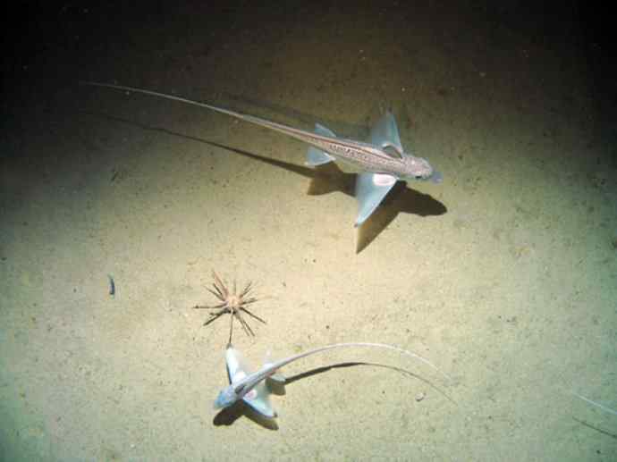 鱼类活化石：银鲛