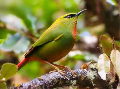 美丽无罪：雀鸟之绿鹛