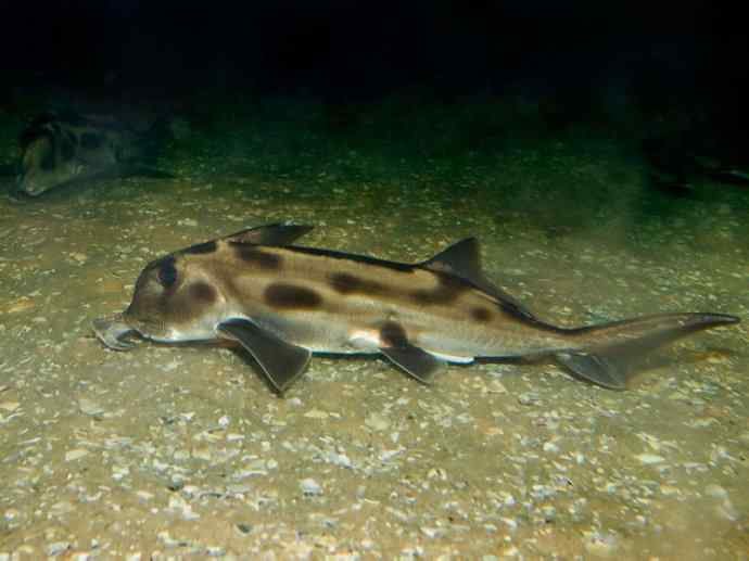 鱼类活化石：叶吻银鲛