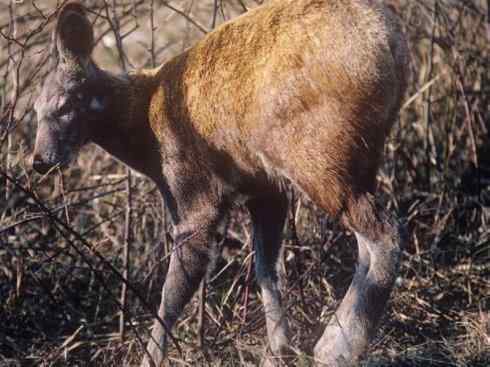 麒麟：传说的兽原型探秘（长颈鹿）
