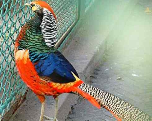 凤凰：传说中的鸟原型探秘（锦鸡）