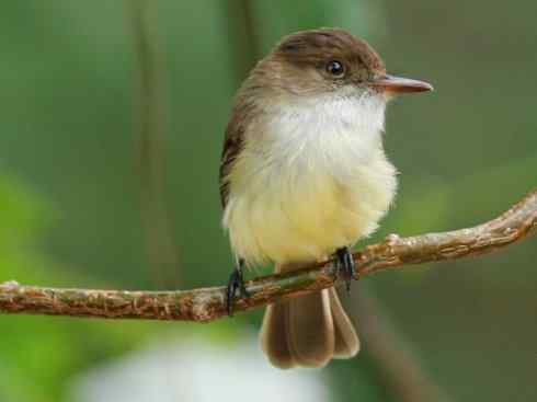 极品红色鸟类：朱红霸鶲