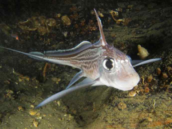 鱼类活化石：银鲛