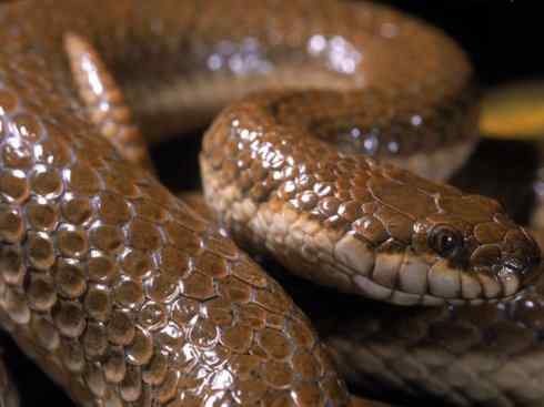 龙：传说的兽原型探秘（水蛇类）