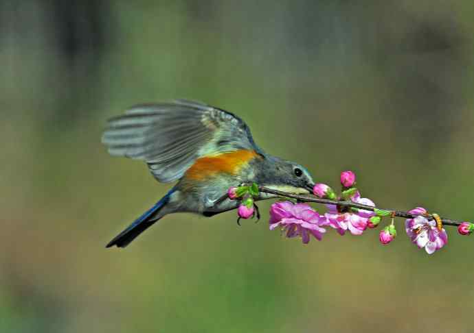 雄性红胁蓝尾鸲（7）