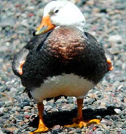 白头鸟系列:另类的美丽9 白头鸟系列:另类的美丽9