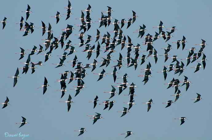 黑翅长脚鹬的港湾