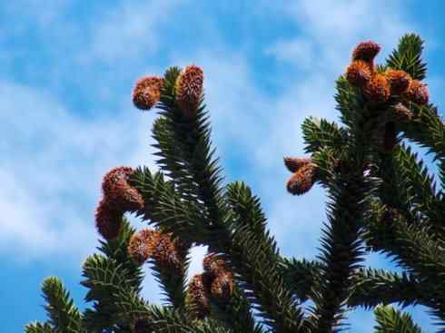 鱼类活化石：弓鳍鱼