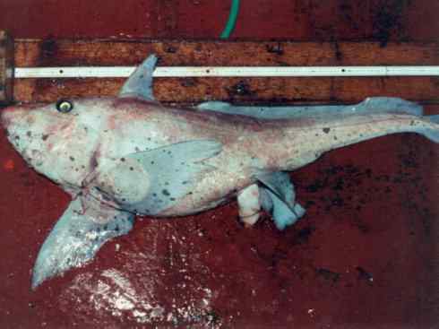 鱼类活化石：银鲛