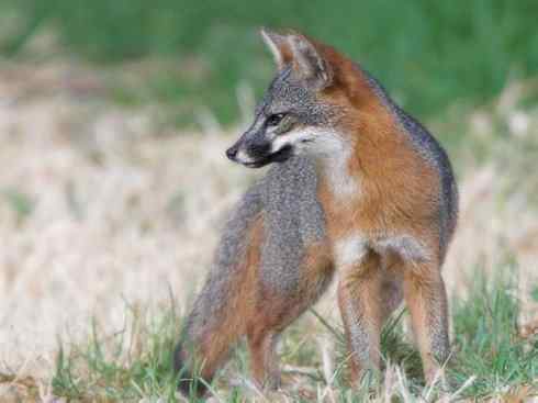 犬科：狐亚科灰狐属之灰狐、岛屿灰狐