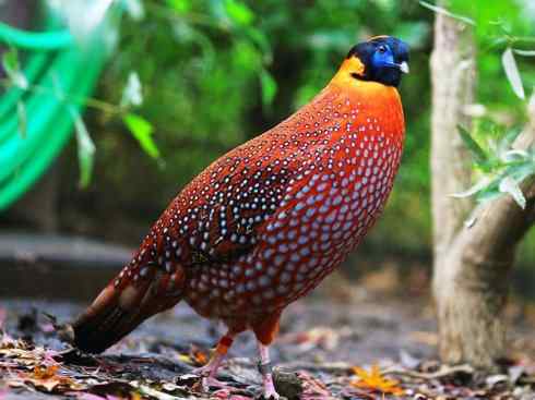 凤凰：传说中的鸟原型探秘（锦鸡）