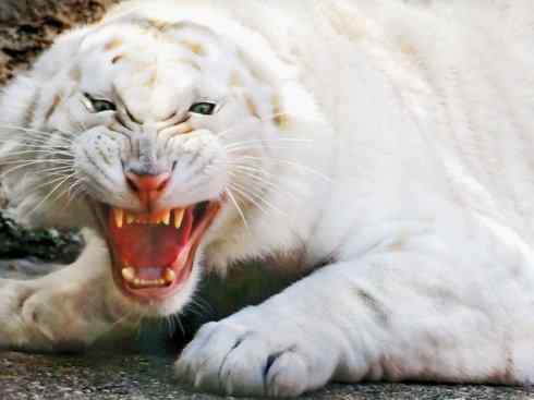 白虎：传说的兽原型探秘（孟加拉虎）