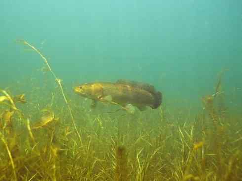 鱼类活化石：弓鳍鱼