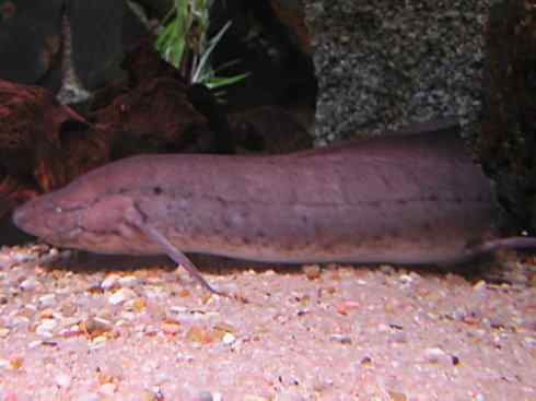 鱼类活化石：美洲肺鱼