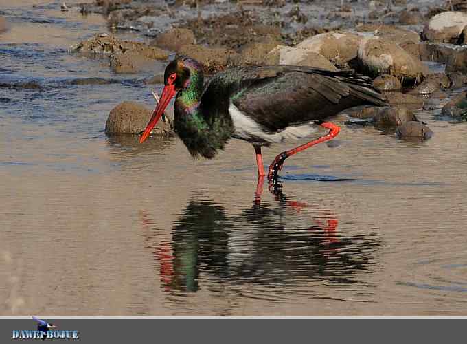 十渡黑鹳 wbr冬之魅力