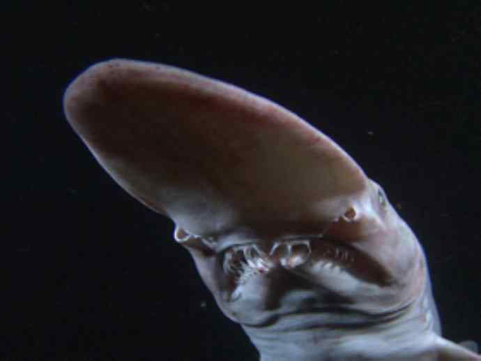 鱼类活化石：魔鬼鲨