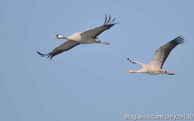 野鸭湖初拍灰鹤(组图)