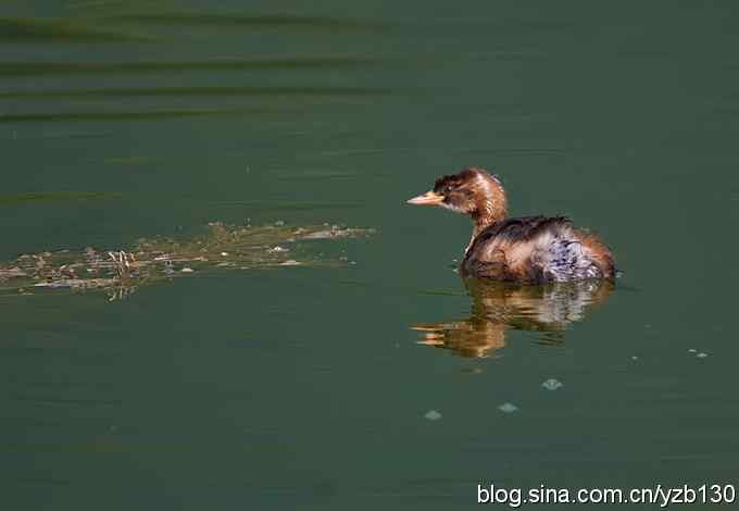 D80拍的小鸊鷉（组图，5张图片）
