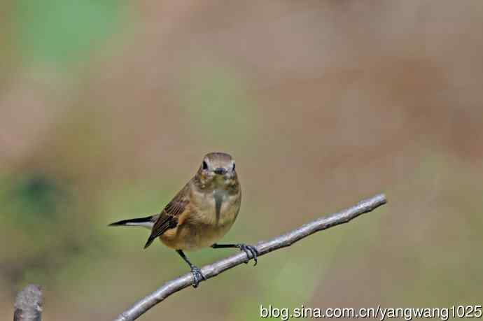 秋天的红喉姬鹟（14）