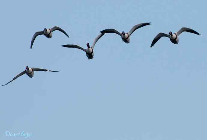 沙河邂逅白琵鹭和翘鼻麻鸭