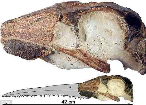 远古巨型飞禽化石