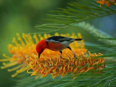 极品红色鸟类：绯红摄蜜鸟