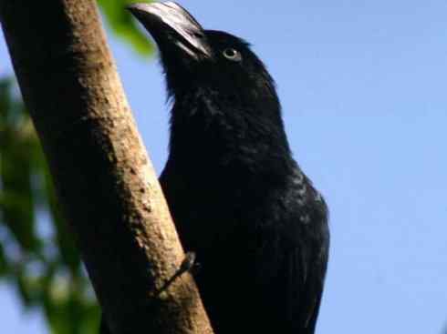 奇特的盔：大犀鹃