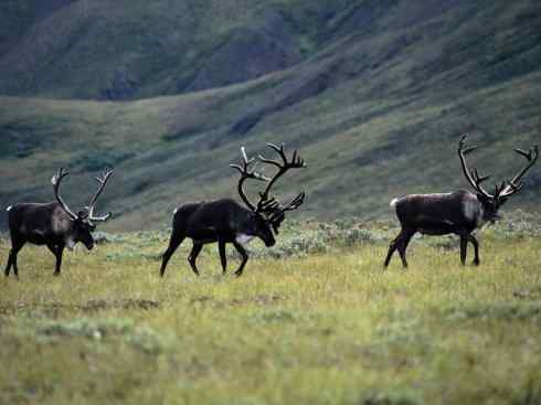 麒麟：传说的兽原型探秘（驼鹿）