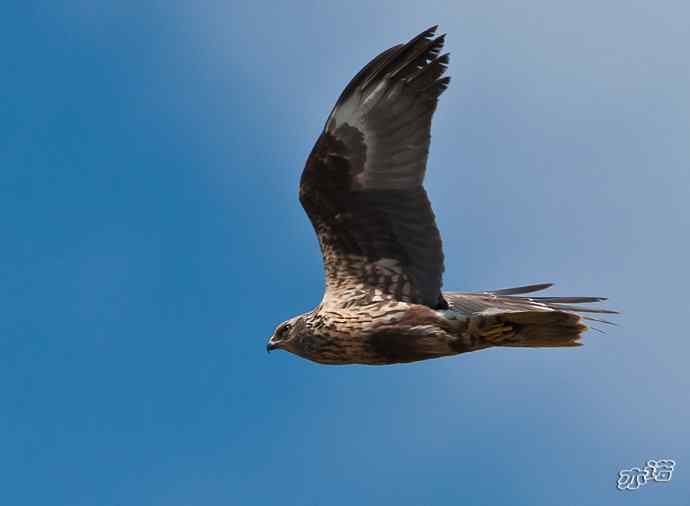 官厅水库 wbr路 wbr白腹鹞 官厅水库 wbr路 wbr白腹鹞