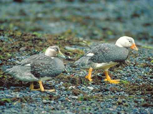 白头鸟系列:另类的美丽9 白头鸟系列:另类的美丽9