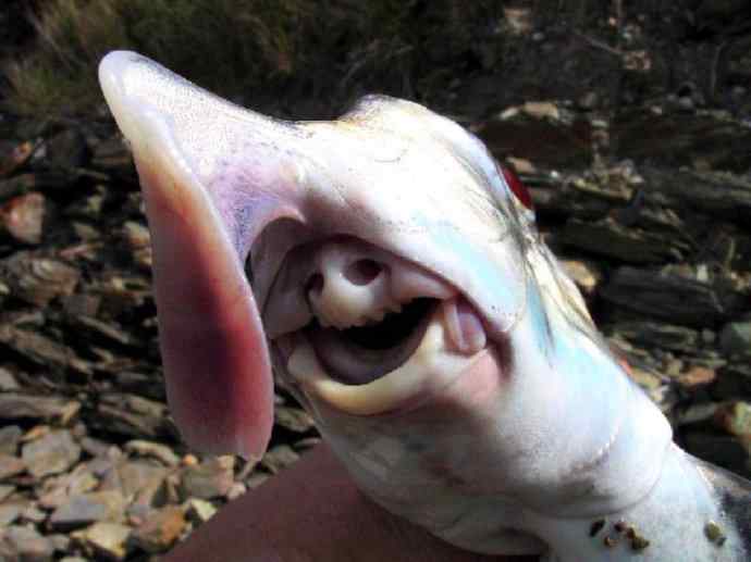 鱼类活化石：叶吻银鲛