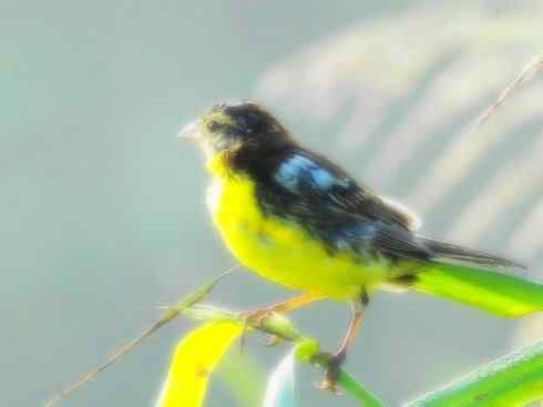 家禽驯化之源之十八